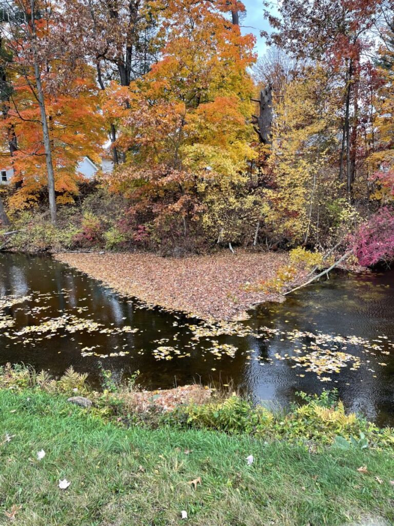 leaves pool in a triangle shape in the local canal